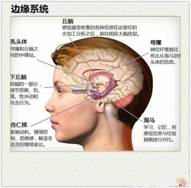 勃起的鼻子及其他：嗅之简史