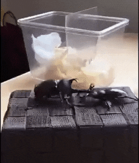 性竞争中的有力武器