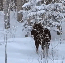 性竞争中的有力武器