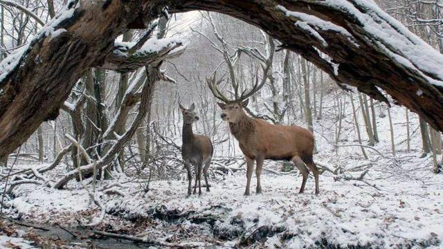 梦里的我们是鹿，在冬日的森林里漫步、相恋 ―― 匈牙利电影《肉与灵》