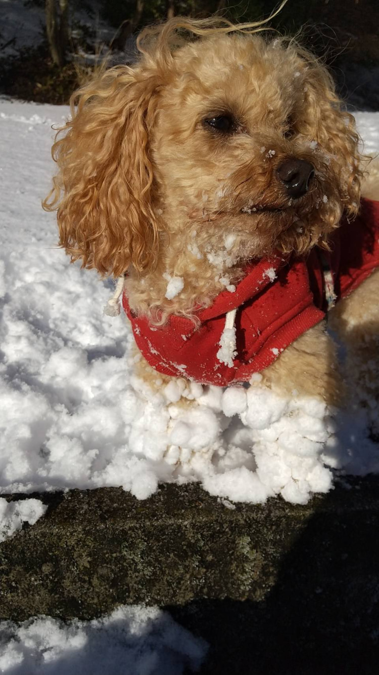 长毛狗下雪天玩耍带回「雪靴」？细看发现全是一球球结块的雪！