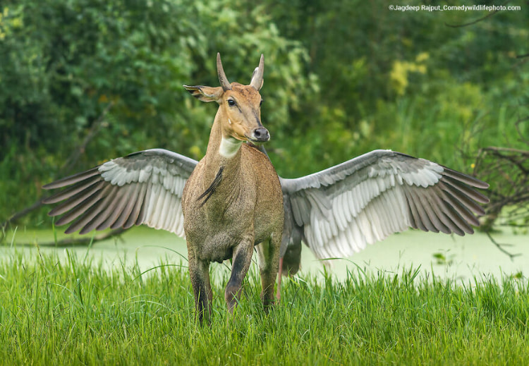 10-Jagdeep-Rajput_Pegasus-the-flying-horse_00002597-copy-6350e9773b7cc__880.jpg