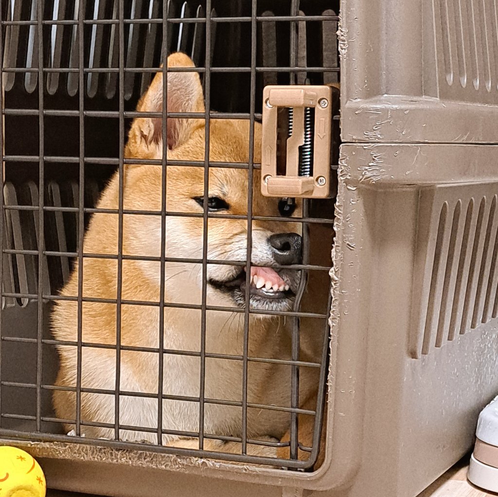 另类表情王者《爱做鬼脸的柴犬》按下快门每帧都是经典！柴圆滚滚！