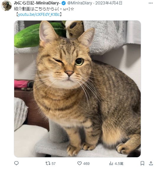 更新不间断《宠爱猫咪日记》饲主每天贴心美容！网友赞叹：想成为那只猫...