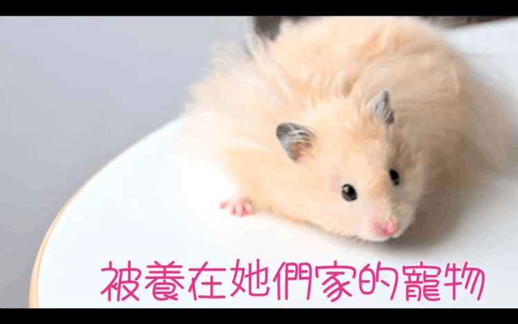 人鼠恋《HamKi转生为仓鼠的我与三姐妹的甜蜜生活》Steam恋爱游戏！疗愈又逗趣！