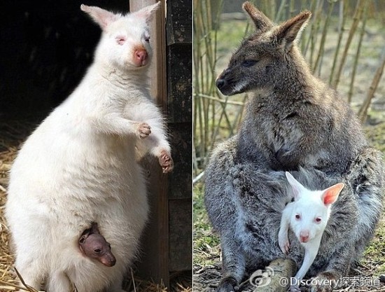 内涵图：惨不忍睹的贫乳大赛