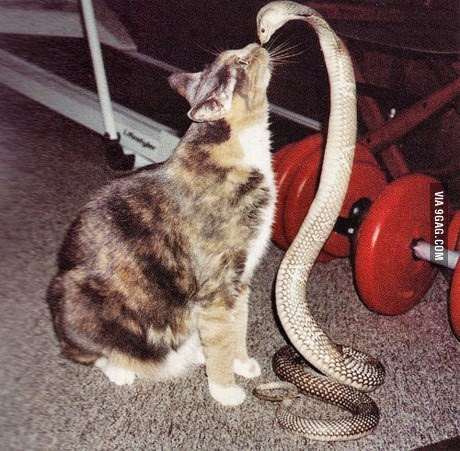 内涵图：惨不忍睹的贫乳大赛