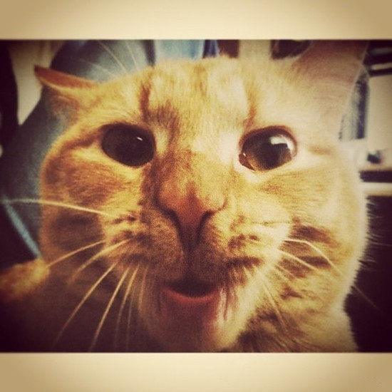 内涵图：惨不忍睹的贫乳大赛