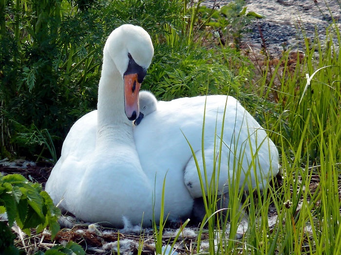 30张《鸟类们饲育下一代》大张羽翼成为鸟宝宝们的避风港！