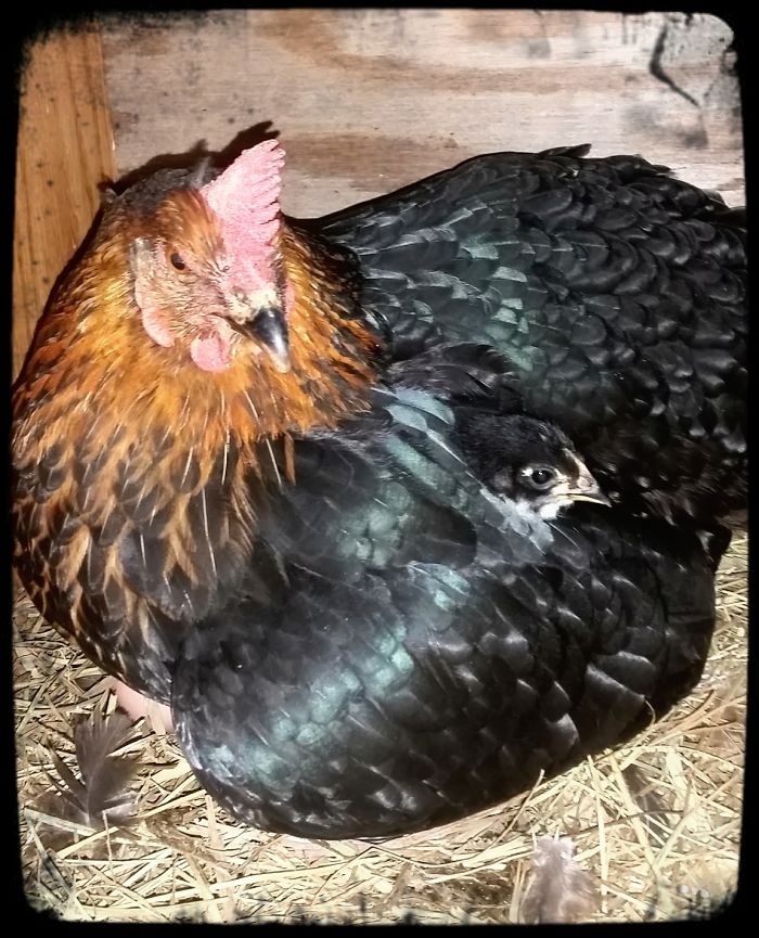 30张《鸟类们饲育下一代》大张羽翼成为鸟宝宝们的避风港！