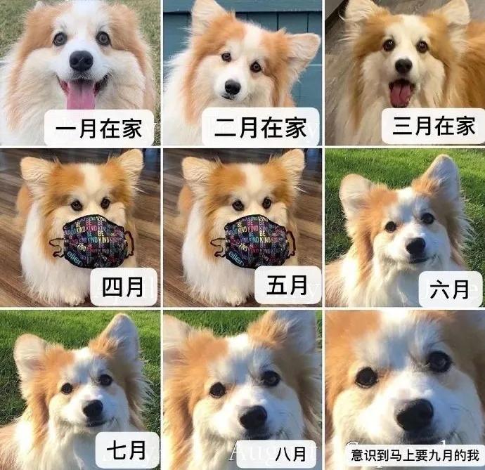 【20200815】我的2020,一脸懵逼