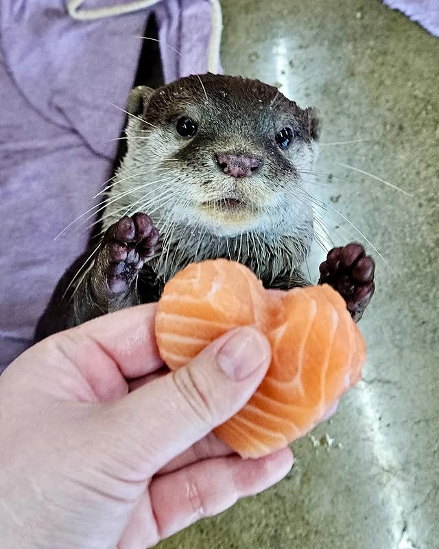 美女网红《金敏京 김민경》跟水獭戏水「遭突击袭胸」过程全都录！