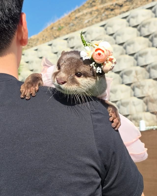 美女网红《金敏京 김민경》跟水獭戏水「遭突击袭胸」过程全都录！