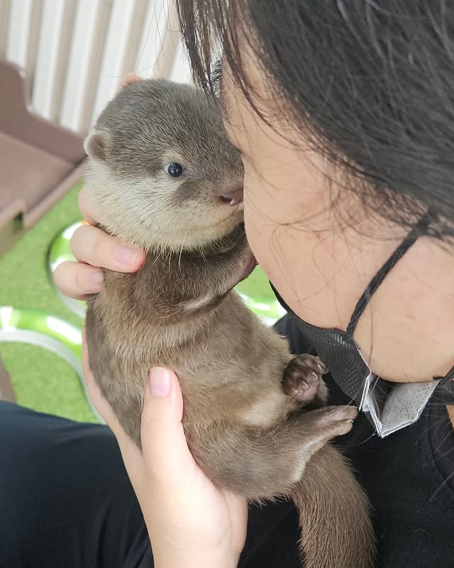 美女网红《金敏京 김민경》跟水獭戏水「遭突击袭胸」过程全都录！