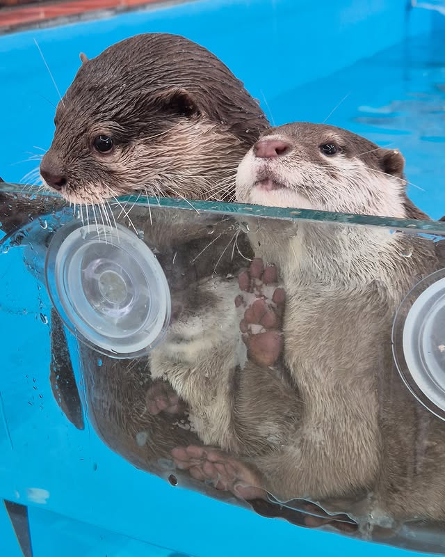 美女网红《金敏京 김민경》跟水獭戏水「遭突击袭胸」过程全都录！