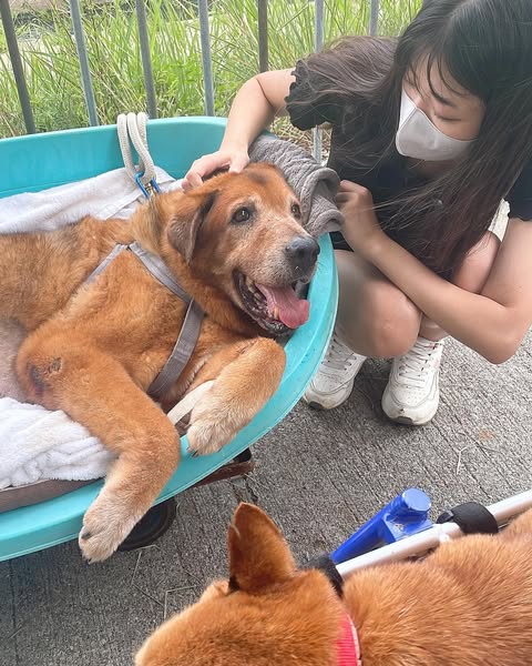 香妹《Hayley Wong》清纯又可爱！却有藏不住的危险胸器...