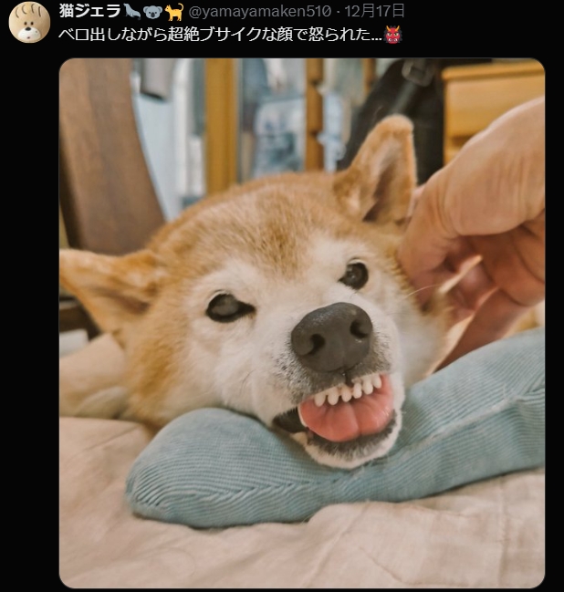 樱花妹分享《可爱捏照引起效仿潮》！但流行的是「捏宠物的脸颊」不是人的...