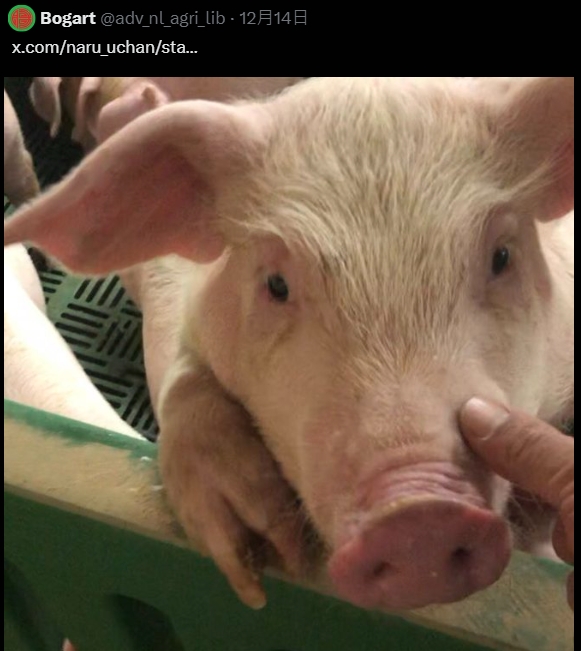 樱花妹分享《可爱捏照引起效仿潮》！但流行的是「捏宠物的脸颊」不是人的...