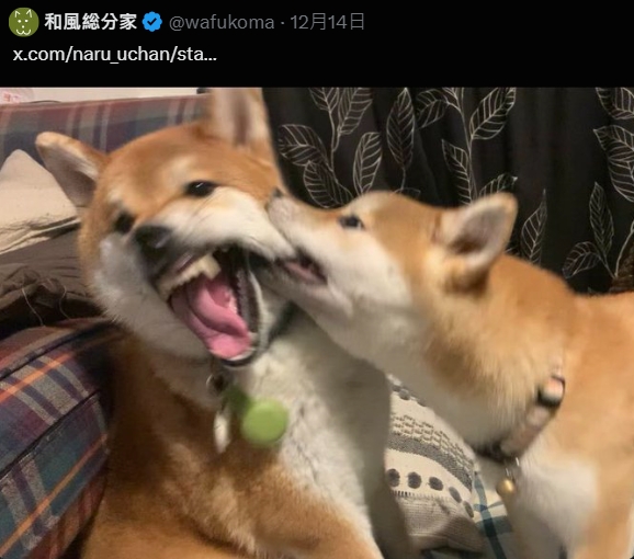 樱花妹分享《可爱捏照引起效仿潮》！但流行的是「捏宠物的脸颊」不是人的...