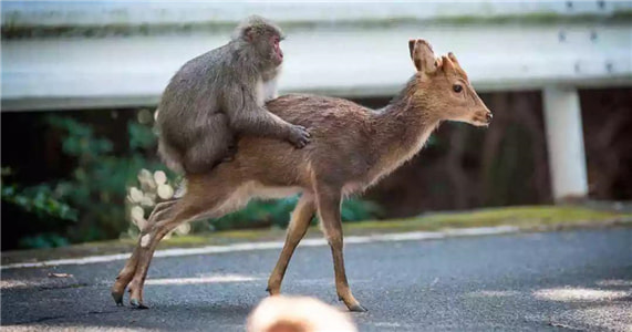 跨物种性交案例：猴子上鹿是怎么回事？