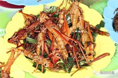 蝗虫、蜥蜴……中（Guang）东人还有什么不敢吃的？