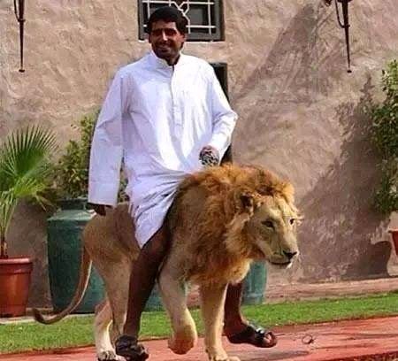 人和狮子的友情